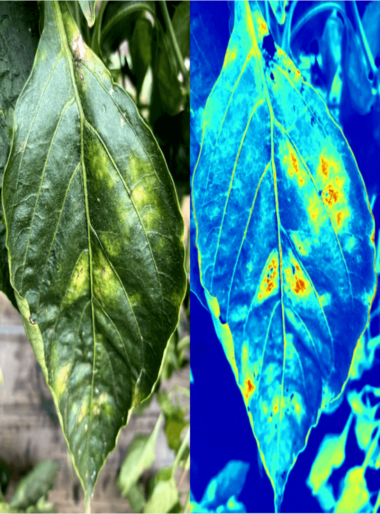 Software de inteligência de Agrobotz AGR 125 identificando problemas numa folha por processamento de imagens em NDVI.