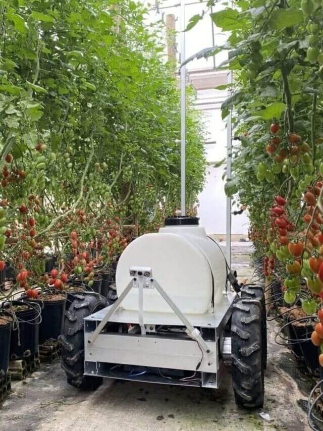 O robô pulverizador autonomo, Agrobotz AGR 125 em estufa de tomate