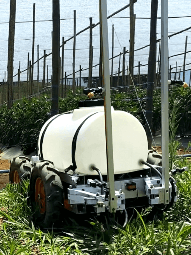 AGR 125, o robô autônomo agrícola da Agrobotz, navegando uma estufa colombiana de pimentão.